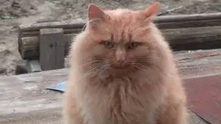 Кот Маркиз 9 ноября 2008 г.