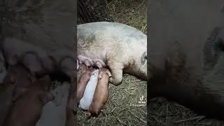 тихий час!