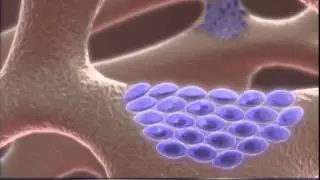 Visible Body   3D Human Anatomy   Learn More Engr  Anwar Hossain  Biomedical Engineer  MoH & Banglad