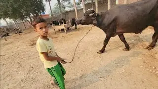 Buffalo feeding | Dupahar ke routine | Chacha Bhatija vlog