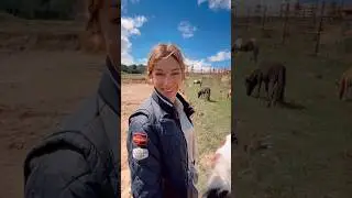 Елена Чистякова о своем табуне миниатюрных лошадок