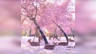 Олени и сакура красиво