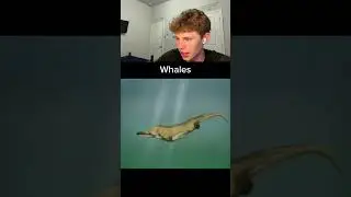 How animals evolved overtime? 🤯