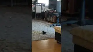 Ще мътим на килим