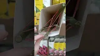 Леруа Климовск новый завоз роз в коробках Часть 2 огромный выбор