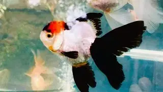 Wow Different Colors of Beautiful Gold Fish, Brown, black, orange, white goldfish @goldenfish1410