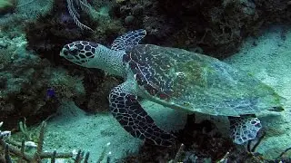 Hawksbill Sea Turtle