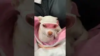 I bought a sunglasses for Niki my chihuahua 😂😂😂