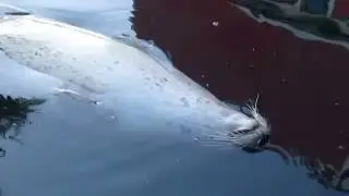 Belly rub