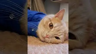 Хозяйка мечтает с котом.