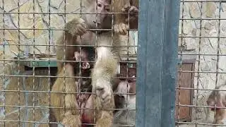 Альфа самец гамадрилов рассердился) Тайган