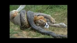 Leopard vs Python vs Lions