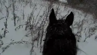 Как понять, что лошадь расслаблена?