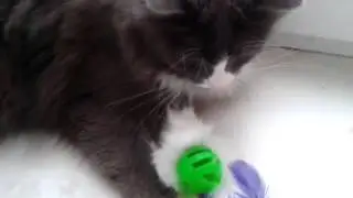 Соня (вторая моя кошка)