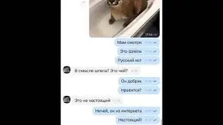 реакция родителей на русского кота шлёпу