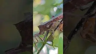SEREM BANGET SERANGGANYA !!!#macrophotography #macro #insects #photographytechniques #xiaomi14