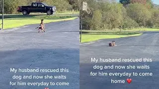 Rescue Dog Eagerly Waits For Owner to Return from Work || WooGlobe