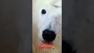 На канале московского зоопарка опубликовали прощальное видео с Диксоном. Прощай любимый Мишка .