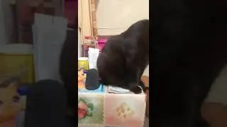 Задумчивый #кот Буся 28#августа