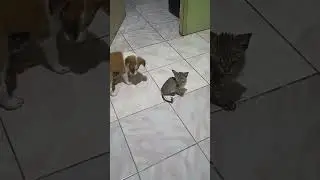 #cat #dog #aspin #newfamilymember #pets