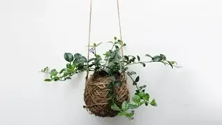 DIY Moss Ball Planter - Hanging Garden - Kokedama