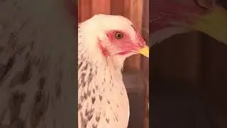 Showing my chickens 🐔 and my trees nice day but with smoke litte
