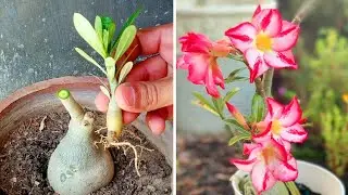 How To Graft Adenium Seed On Mature Caudex |  Desert Rose Plant Seed Grafting