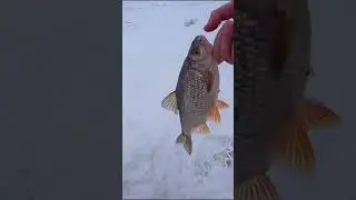 Плотва НЕ ЛЕЗЕТ в ЛУНКУ! Рыбалка на безмотылку