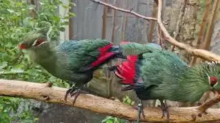 Turako - Турако