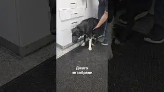 Джаго НЕ СОБРАЛИ💔Он не привлекает внимание!