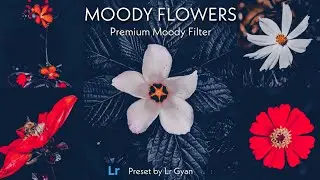 How to Edit Moody Flowers Photography | Lightroom Mobile Presets | Lr Editing | Lr Free Presets