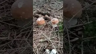 Скільки грибочків нарахували?😁😁😁
