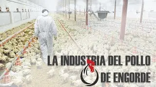 POLLOS de engorde |🐔🏭✅
