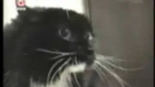 Talking Cat