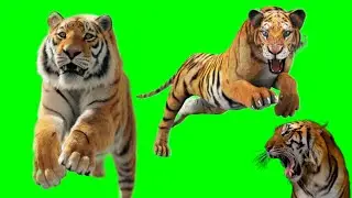 real tiger green effect video||tiger green screen video no copyright