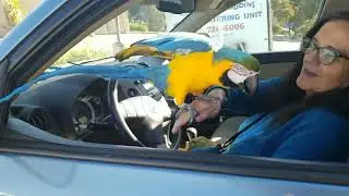 My new friend rainbow the parrot june 14 2022 half moon bay