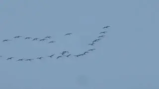 CRANES COMING BACK ^^
