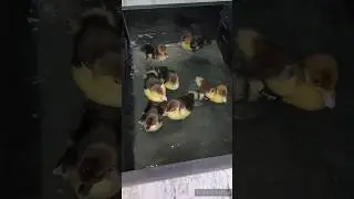 на цветочной ферме пополнение