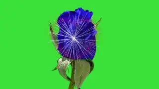 Flowers green screen effects rose green screen effects rose green screen effects rose green screen e