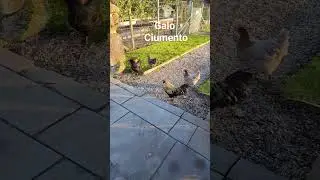 Galo Ciumento, não me posso aprocimar das galinhas, sou atacado.