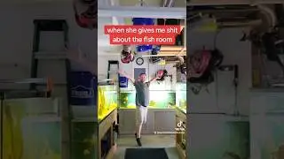 Fish room vs wifey  #shorts #fyp #foryou #fishtok