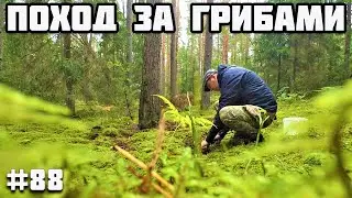 🇧🇾 Поход за грибами под Столбцами. Беларусь 2021