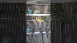 طائر البادجي