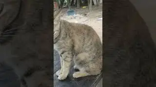 Bird Dog and Cat