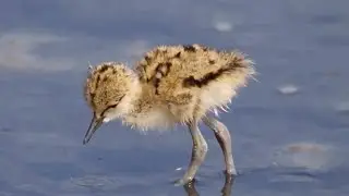 Wild birds and small animals