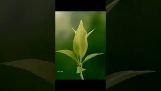 Ui Pata 🍃 shorts video new | ui pata 🍃 status video's new |