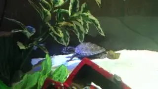 Mississippi Map Turtle - Catches / Eats a Minnow, NOM NOM!! #2