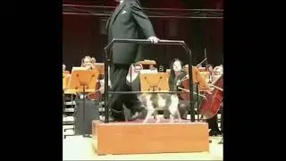 Любитель классической музыки