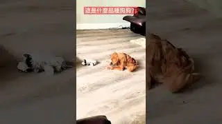 這是什麼品種狗狗#shorts