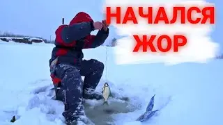 Глухозимье закончено? Наловил живца / ловля в глухозимье